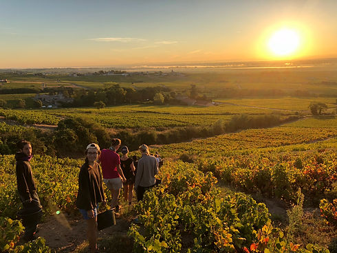 Levé_vendanges.jpeg