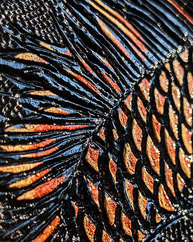 Koi_Complete-5_edited.jpg