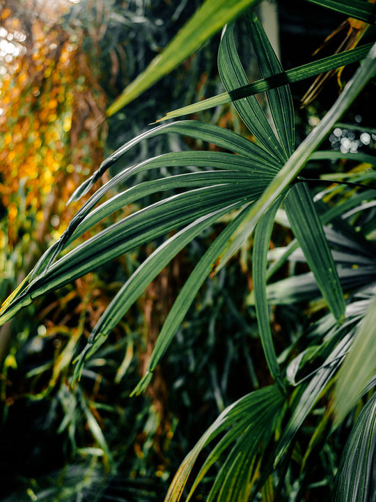 _2099200-Edit copy.jpg