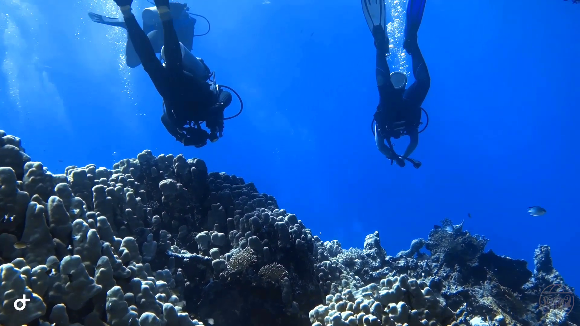 PADI Scuba Diver Courses - Diver Certification | Scuba HK