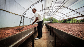 When virtue tastes like cocoa