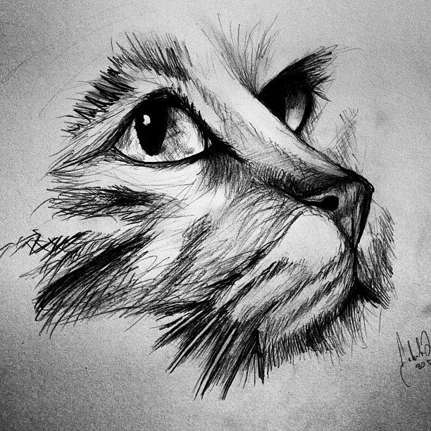 #jajmlesart#cat#drawing