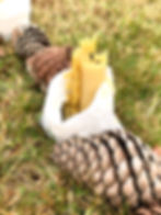 ree
