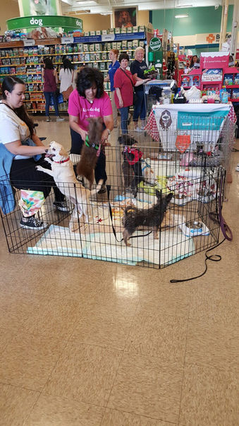 Going Home: The PetSmart National Adoption Weekend
