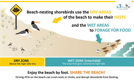 ShorebirdInfographic_ShareTheBeach_2.jpg