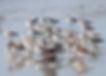 Screenshot 2025-03-18 103519.jpg