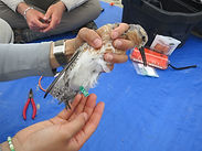 REKN_DG_LN5_May2025_CapeRomainSC_SCDNR_GADNR.JPG