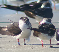 BlueE21_KiawahIsl_10_30_23_CamiDuquet.JPG