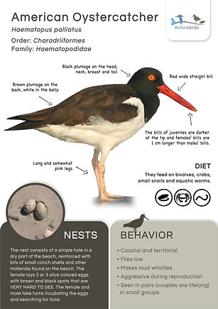 41_Oystercatcher_en.jpg