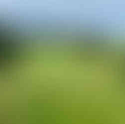 Dinard Golf