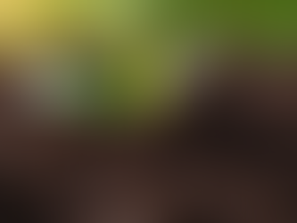 Essential Gardening FAQs for Beginners and Experts