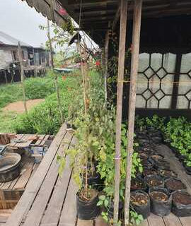 start planting veggies in the end of the testing phase