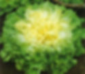 INDIVIA SCAROLA