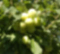 SUSINE