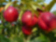 PESCHE NOCI