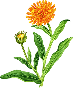 marigold-wildflower-clip-art-watercolor-
