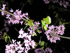 Growing Champions, Not Just Donors