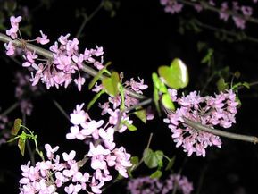 Growing Champions, Not Just Donors