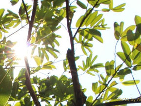 Leaves Turn Light Into Fuel