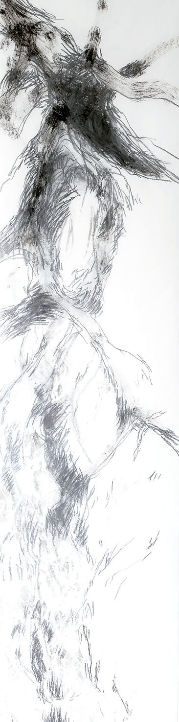 Présences - dessin Marie Tavera 200/40cm - 2023