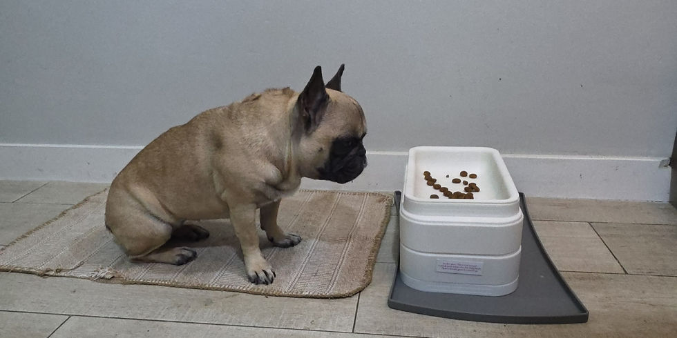 Piper eating from  Élevé, our height-adaptive feeding system.