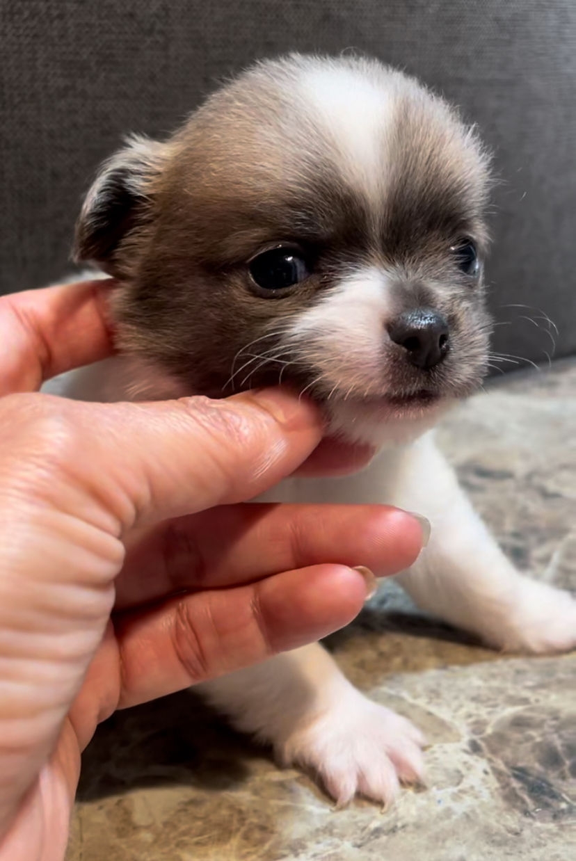 Thumbnail: Plushie Poochie