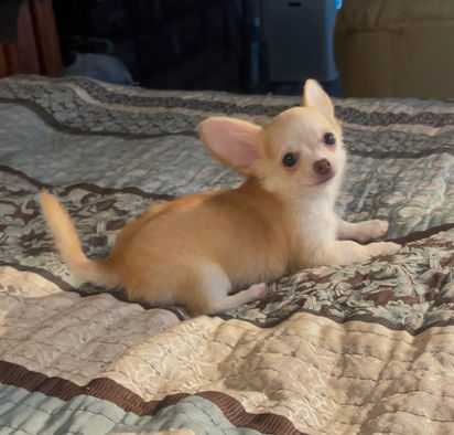 Are You Looking for a Premium Cream Female Chihuahua Puppy from a Trusted Tennessee Breeder?