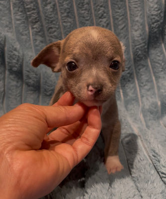 Are You Looking for a Unique Chihuahua Puppy with Big Expressive Ears and a One of a Kind Personality?