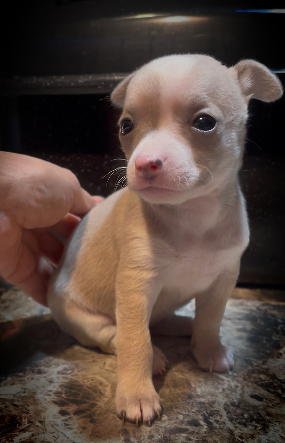 Thumbnail: Sweet Squeaky 