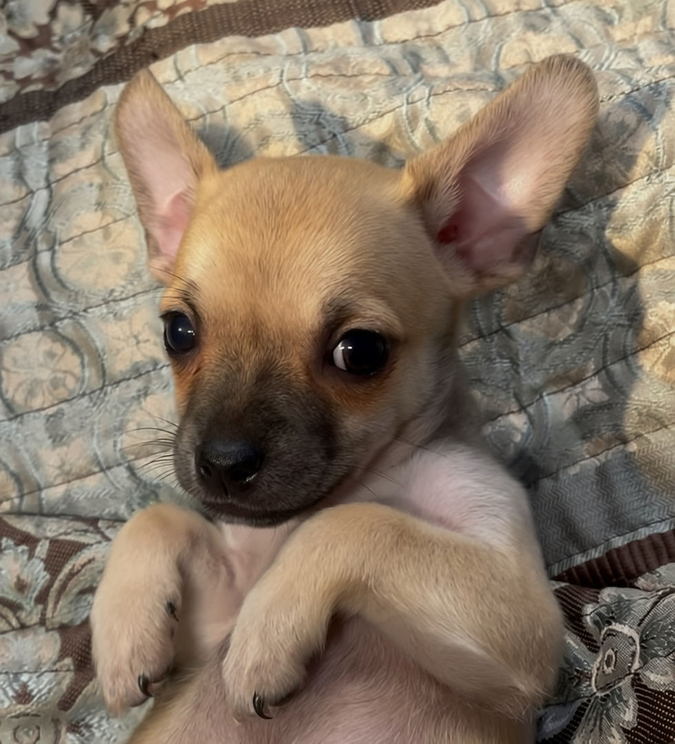 Thumbnail: Bruiser