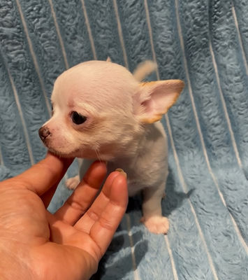 Are You Looking for a Rare Blue Chihuahua Puppy with a Stunning Smoky Coat for Sale in Tennessee?