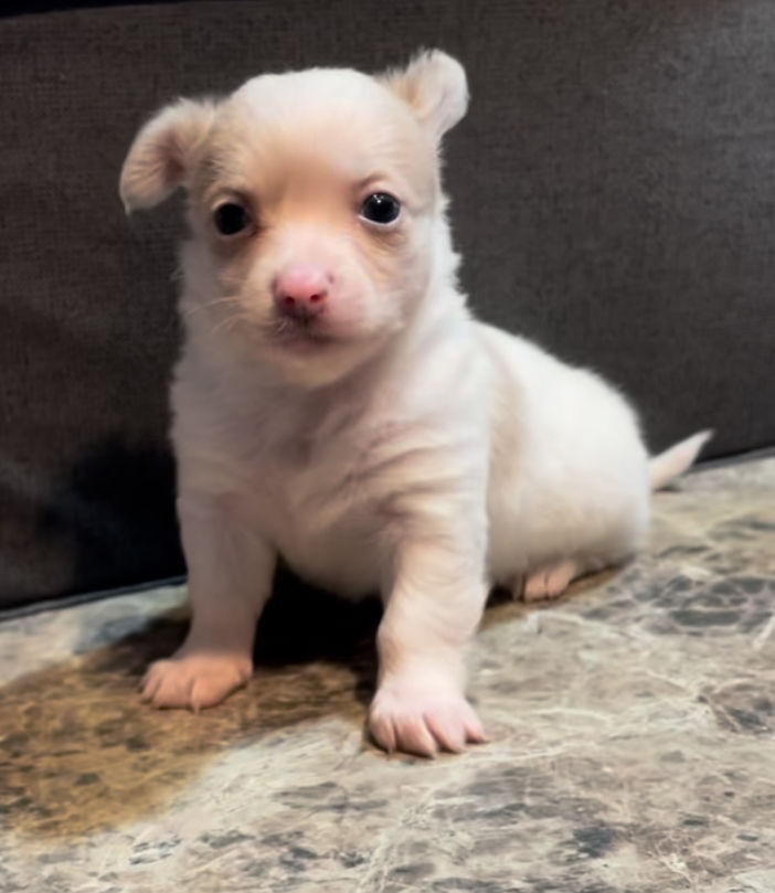 Thumbnail: Fluffy Angel