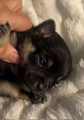  Are You Looking for a Cheerful and Sweet Black Female Chihuahua Puppy for Sale in Tennessee?