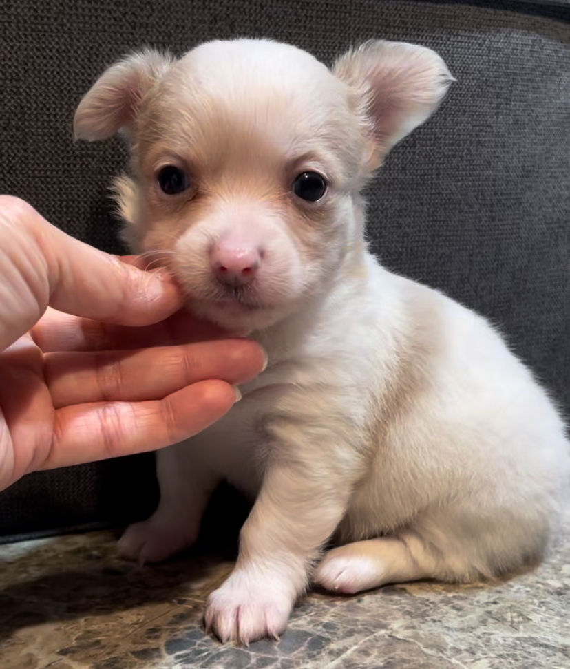 Thumbnail: Fluffy Angel