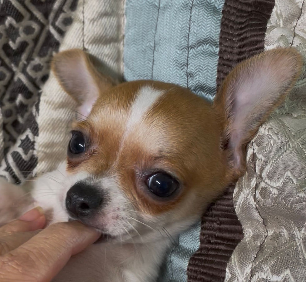 Thumbnail: Tucker