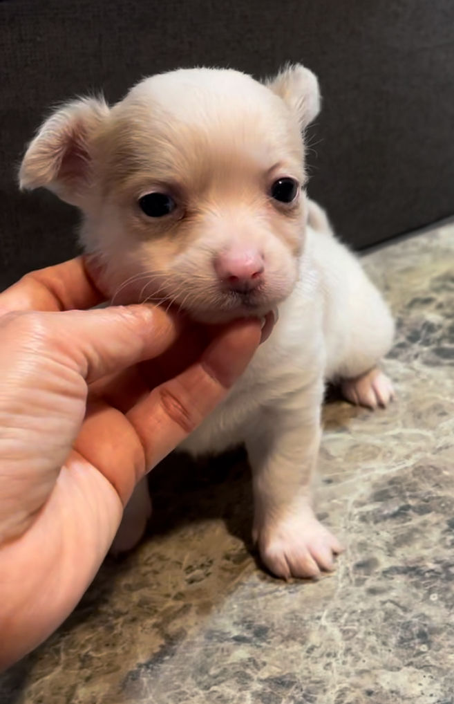 Thumbnail: Fluffy Angel