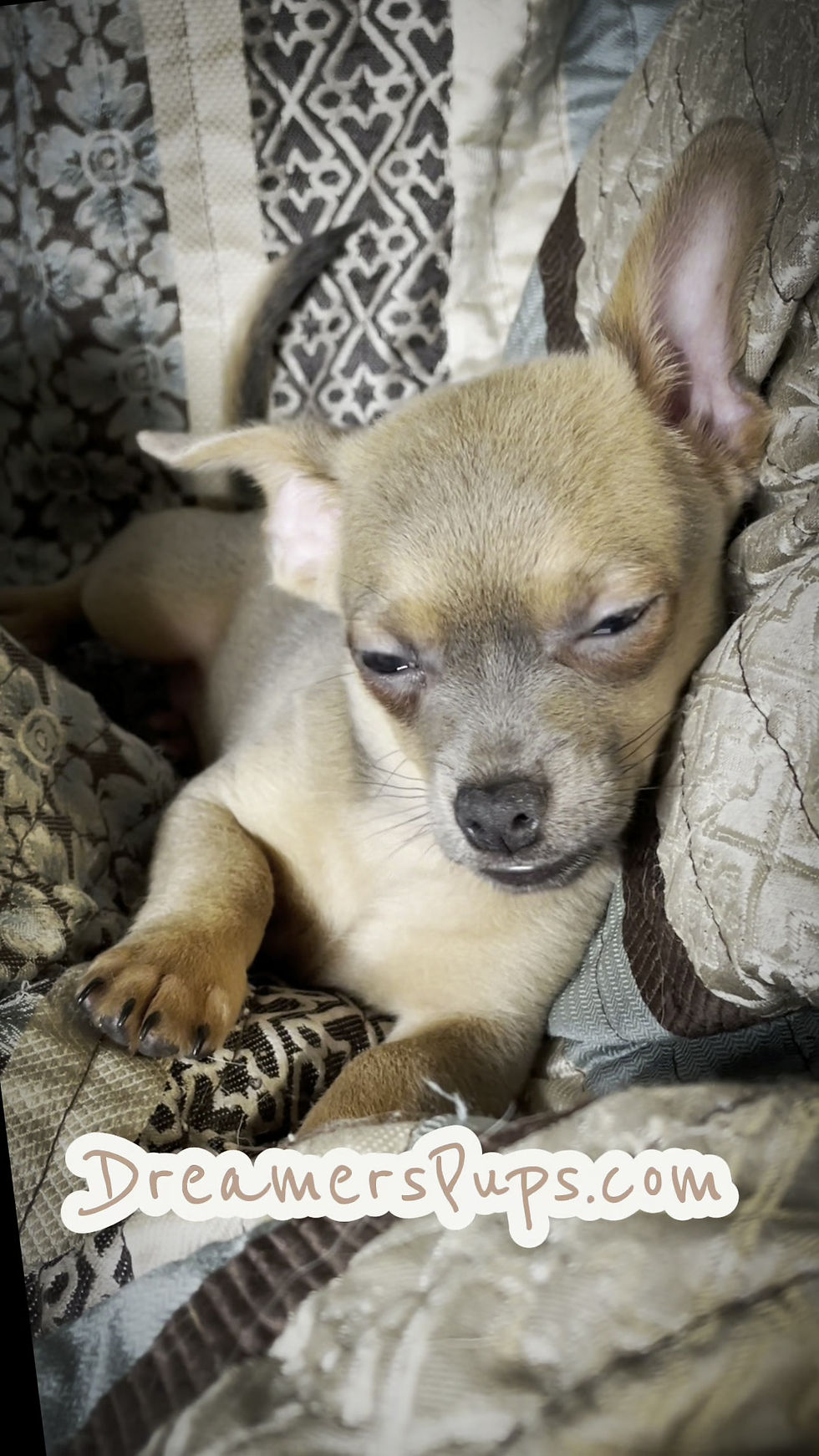 Thumbnail: Cute Lil Copper