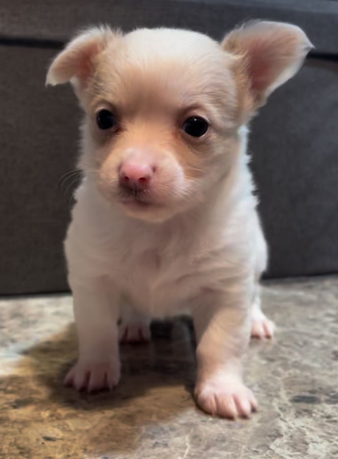 Thumbnail: Fluffy Angel