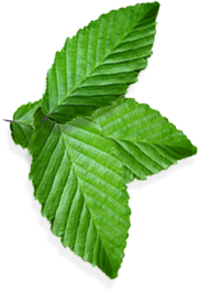 Cluster of Leaves