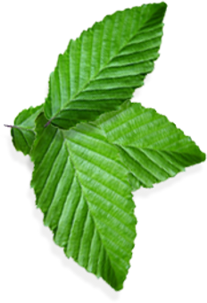 Green leaf