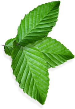 Green leaf