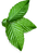 Cluster of Leaves