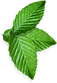 Cluster of Leaves