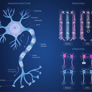 Medical illustrations