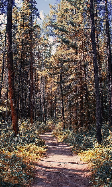 approach to psychology - green forest