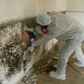 Is Mold Mitigation in Hermosa Beach Necessary — Just How Dangerous Is Mold to the Health?