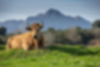 Green Spain