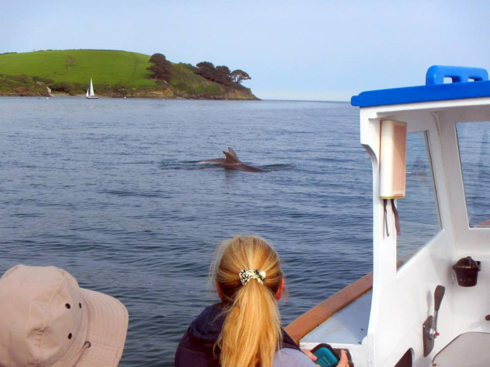 Dolphin spotting in the Helford.