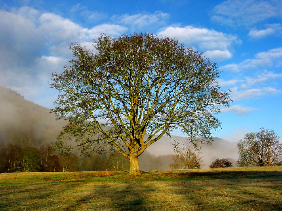 99bac4a3-02df-4868-a20d-c88334cbdfc6