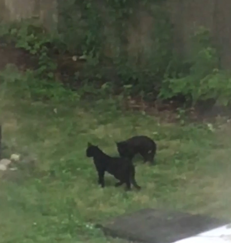 Well, there’s good news and bad news now about the kittens. They say...